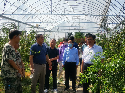 5c6fe332520d4d8da8a104463a4f1f15.jpg 参观设施冬枣喷淋控温试验示范区_副本.jpg